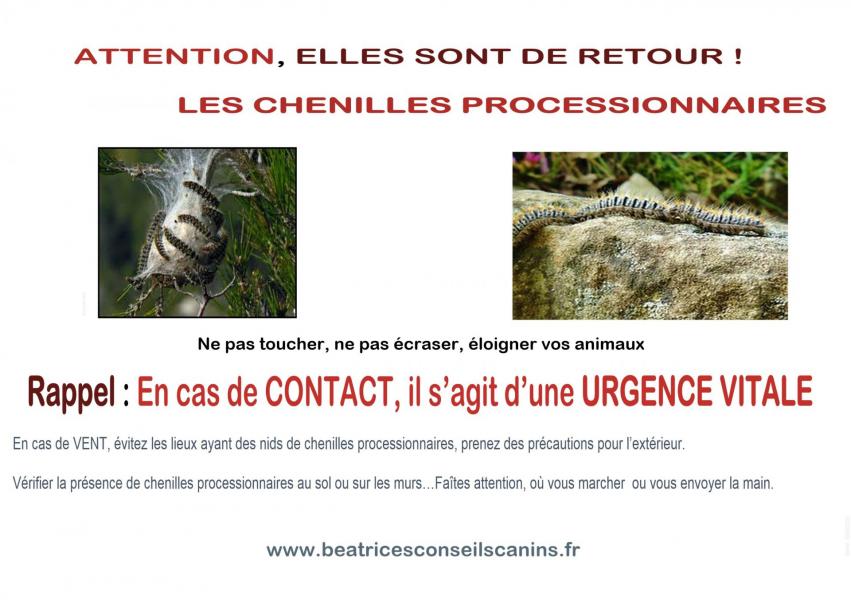 Attention chenille processionnaire