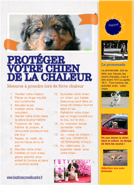 Proteger le chien de la chaleur