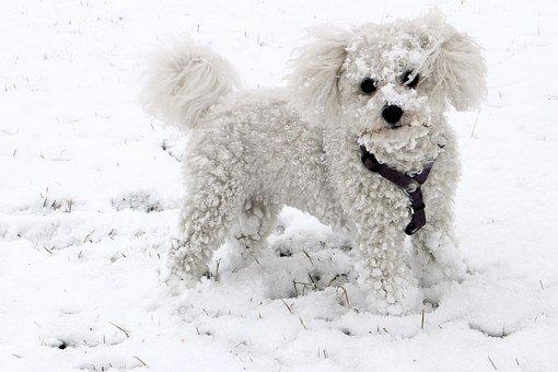 Bichon frisé