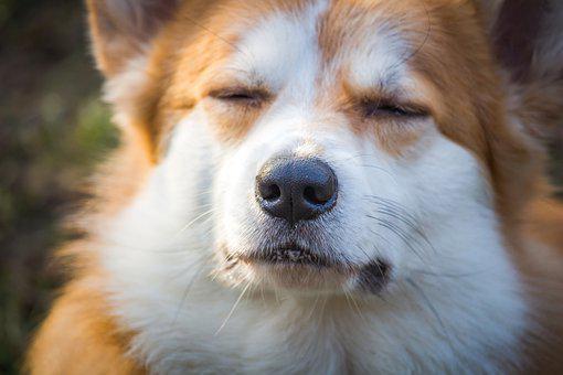 Corgi pensif