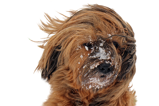 Chien Briard