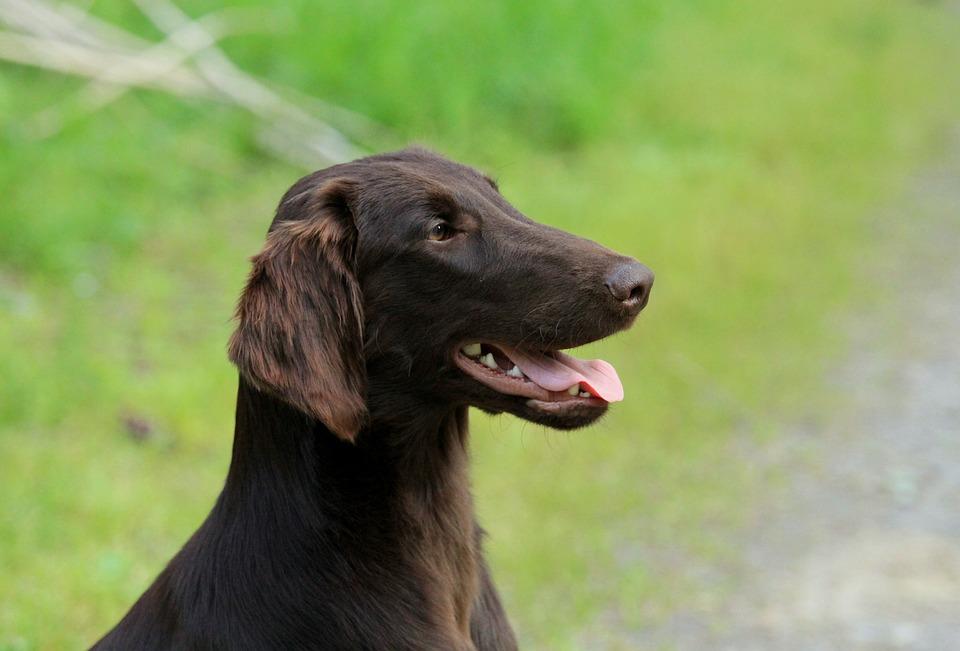 Flat coated retriever marron