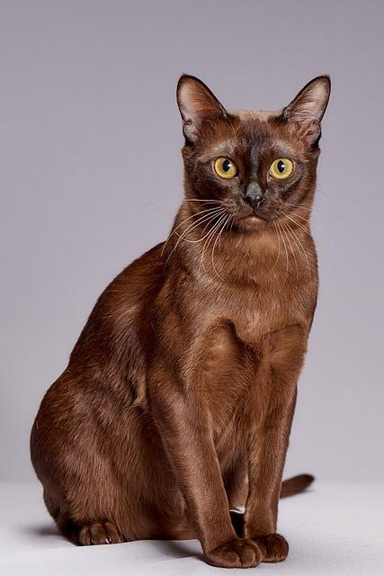 CHAT BURMESE