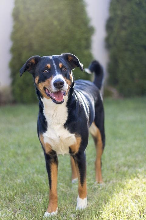 Appenzeller sennenhund bouvier