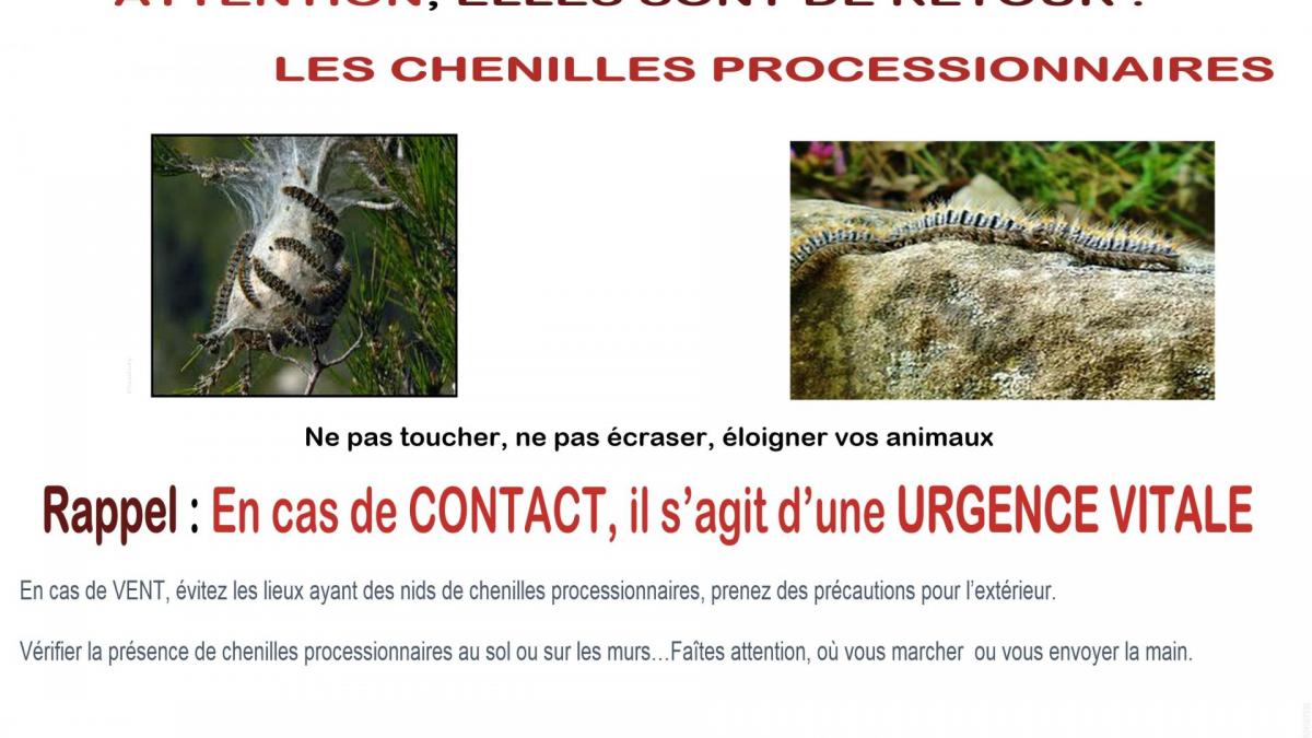 Attention chenille processionnaire