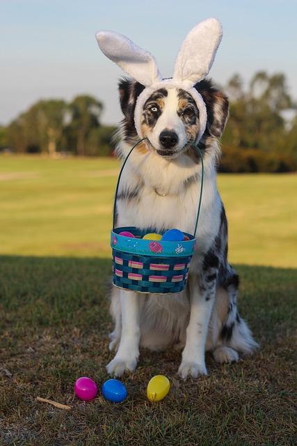 Australian shepherd déguisé