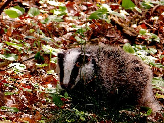 Badger  Blaireau sous bois