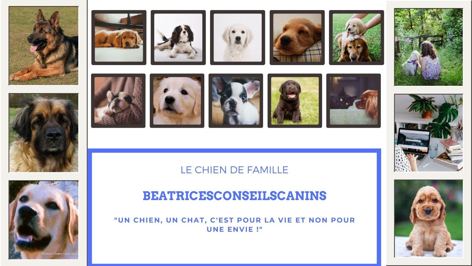 Béatrice 'Suzan Conseils Canins