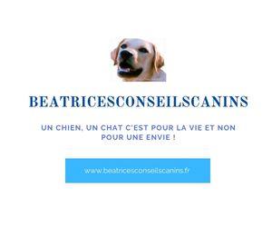 BEATRICESCONSEILSCANINS