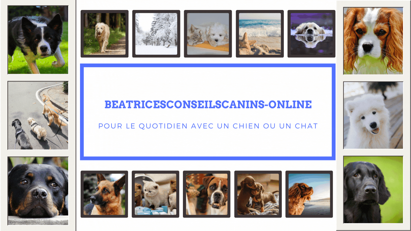 BEATRICESCONSEILSCANINS - ONLINE