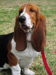 Basset hound 1