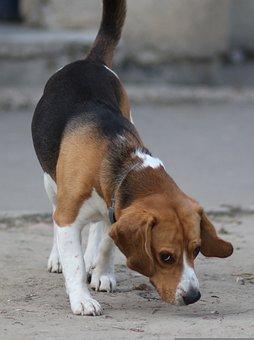 Chien Beagle  nez au sol