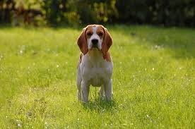 Beagle1
