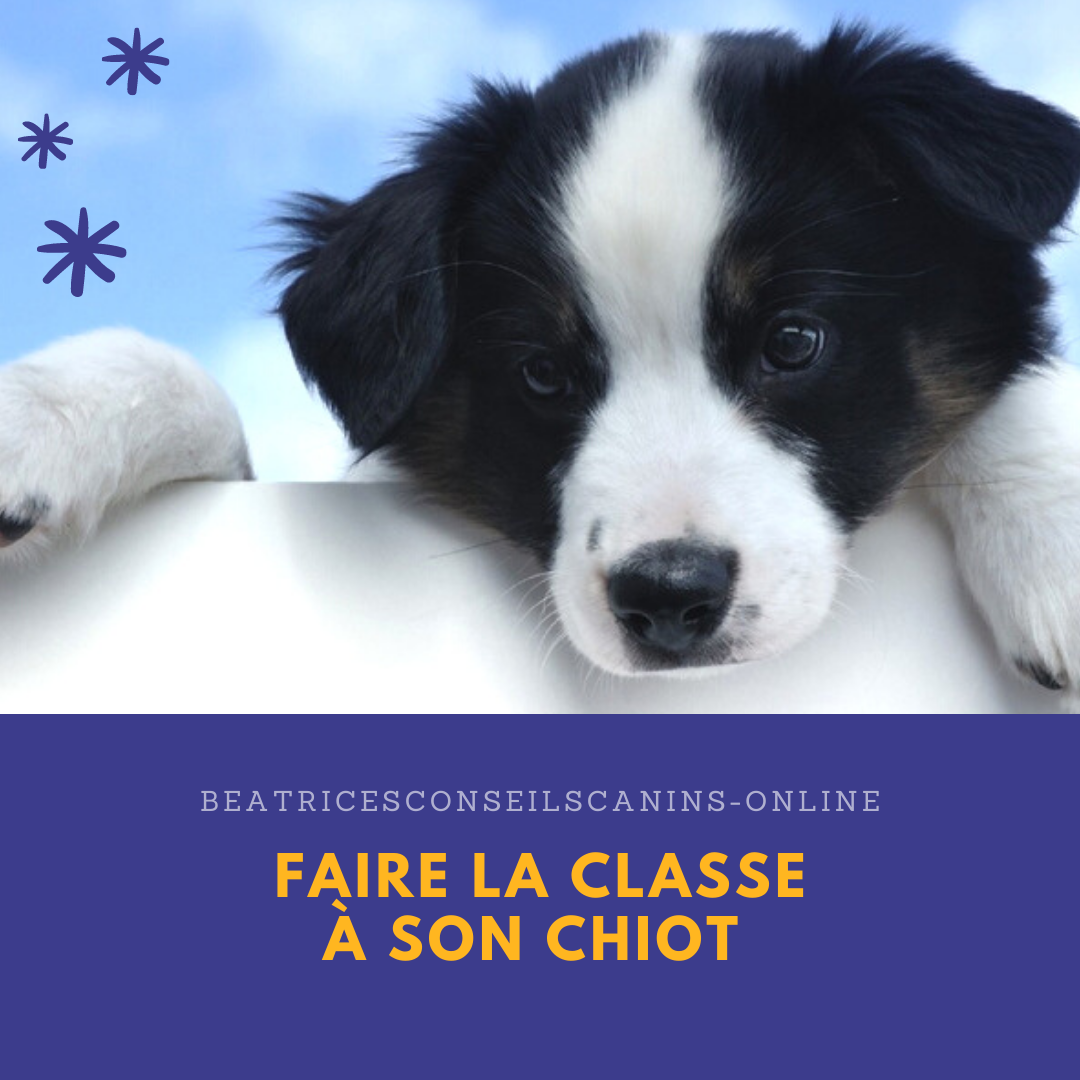 Beatricesconseilscanins online faire classe a son chiot