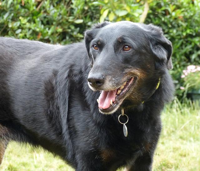 Chien Beauceron âgé