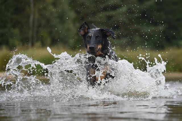 Beauceron eau