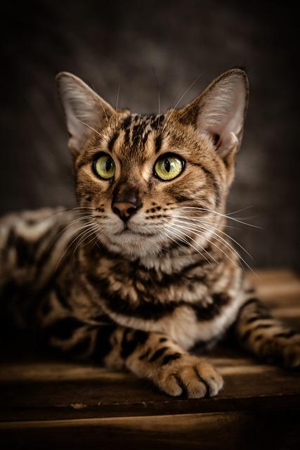 Bengal cat  CHAT BENGAL