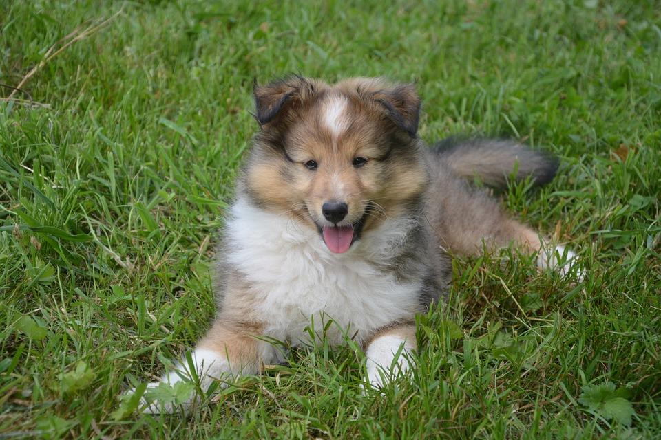 Chiot Collie