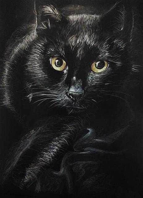 Black cat  peinture chat noir
