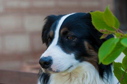 Border collie