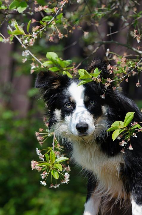 Border collie jardin