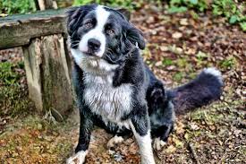 Border collie