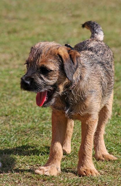 Border terrier