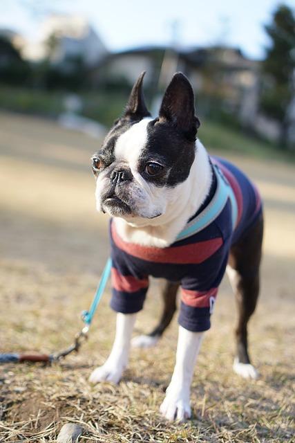 Boston terrier