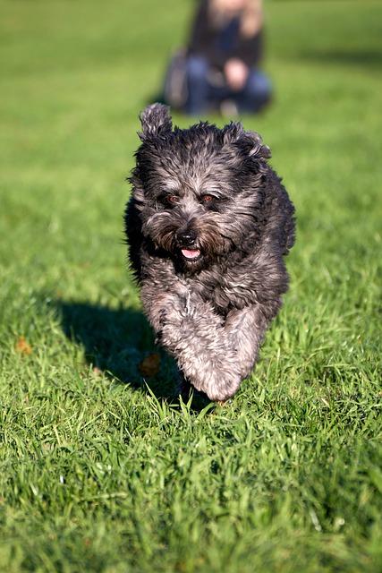 Bouvier des flandres