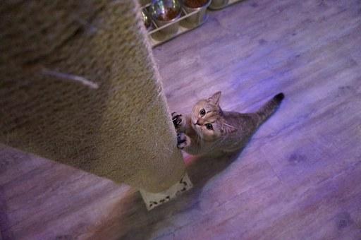 British shorthair fait ses griffes