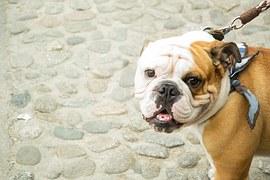 Bulldog anglais