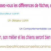 Carte activites chien