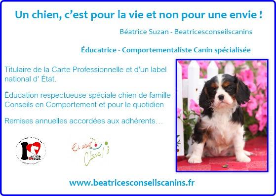 Carte presentation beatricesconseilscanins avec remise annuelle 1