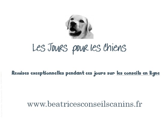 Carte pub les jours pour les chiens beatricesconseilscanins