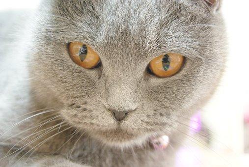 Chat Chartreux