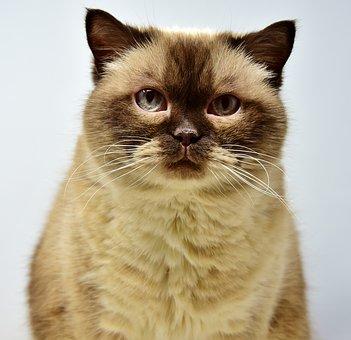 CAT BRISTISH SHORTHAIR