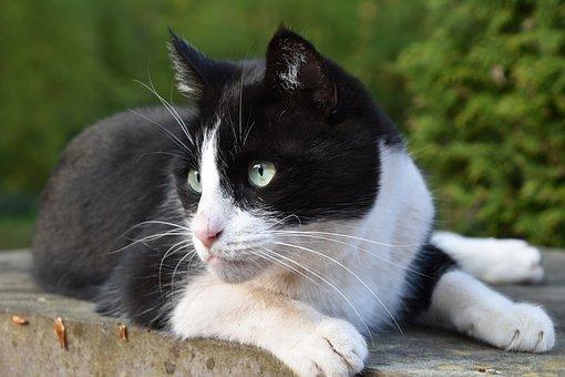 chat noir et blanc