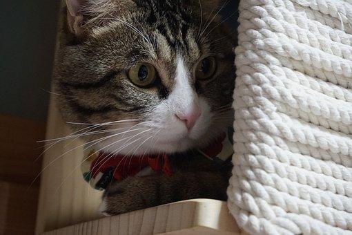 chat perché et caché
