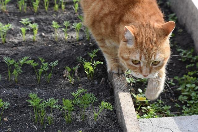 Chat dans potager