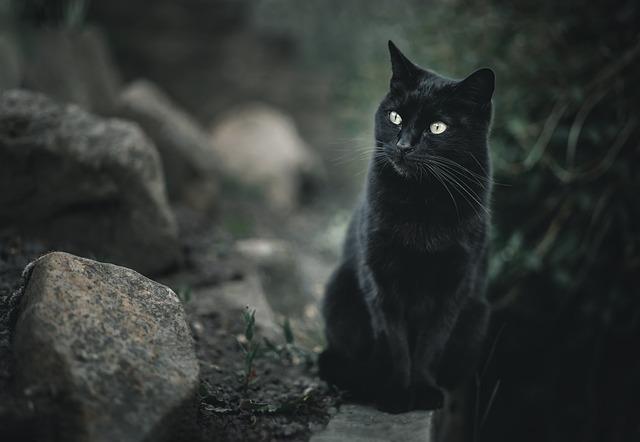 Cat black chat noir
