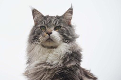 Cat Maine Coon