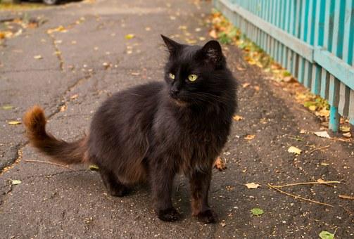 Cat  chat noir porteur  d'or