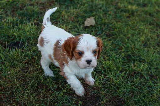 Chiot Cavalier King Charles blenheim