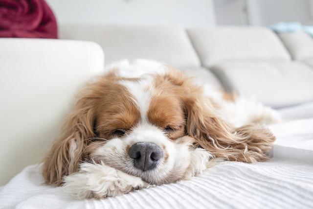 Cavalier king charles spaniel