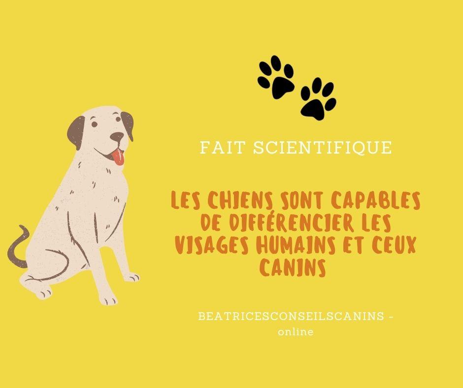 Cerveau chien