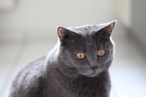 Le chat Chartreux