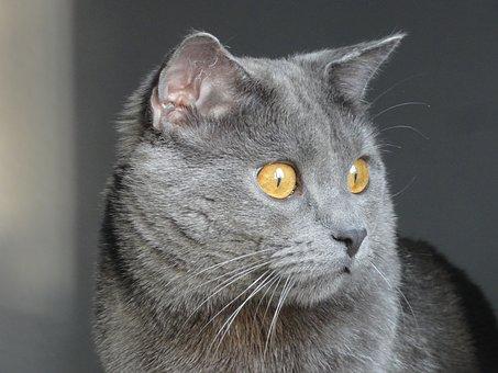 Chartreux 2095661 340