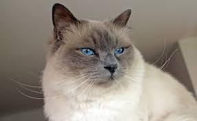 Chat birman 1