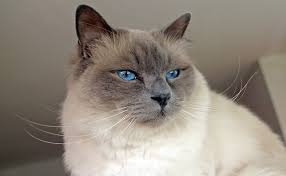 Chat birman