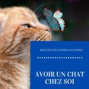 Chat chez soi